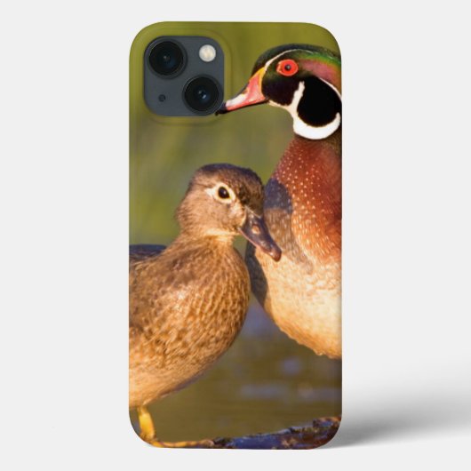 丸太の上のカルガモのオスとメス Case-Mate iPhoneケース (裏面)