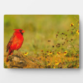 丸太の上の雄のショウジョウコウカンチョウ フォトプラーク (正面)