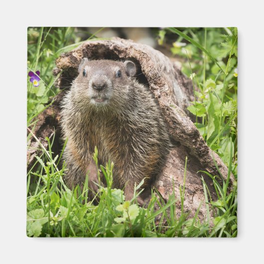 丸太の中に生えた地固め マグネット (正面)