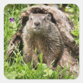 丸太の中のグランドホッグ スクエアシール (正面)