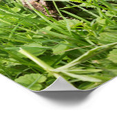 丸太の中のグランドホッグ ポスター (角)