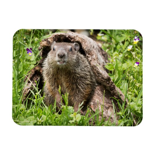 丸太の中のグランドホッグ マグネット (横)