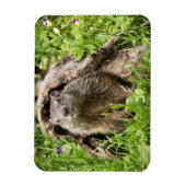 丸太の中のグランドホッグ マグネット (縦)