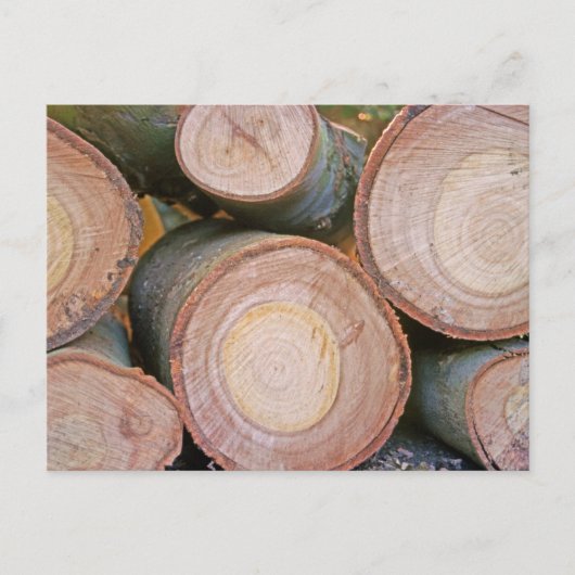 丸太の山 ポストカード (正面)