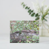 丸太の後ろにひし形の水蛇 ポストカード (スタンド正面)