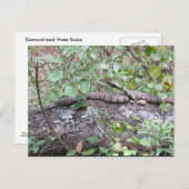 丸太の後ろにひし形の水蛇 ポストカード (正面/裏面)