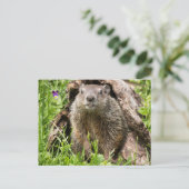 丸太の穴にいるウッドチャック ポストカード (スタンド正面)