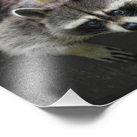 丸太の野生動物に座っているかわいいアライグマ フォトプリント (角)