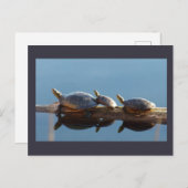 丸太はがきに輝く亀の家族|過去記事 ポストカード (正面/裏面)