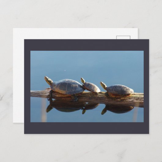 丸太はがきに輝く亀の家族|過去記事 ポストカード (正面/裏面)