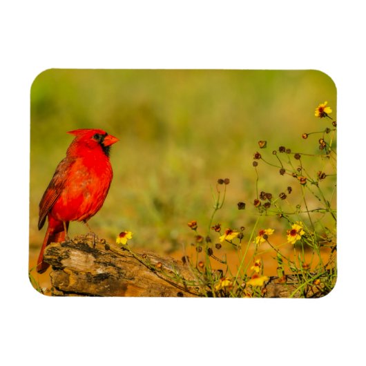 丸太上の雄のショウジョウコウカンチョウ マグネット (横)