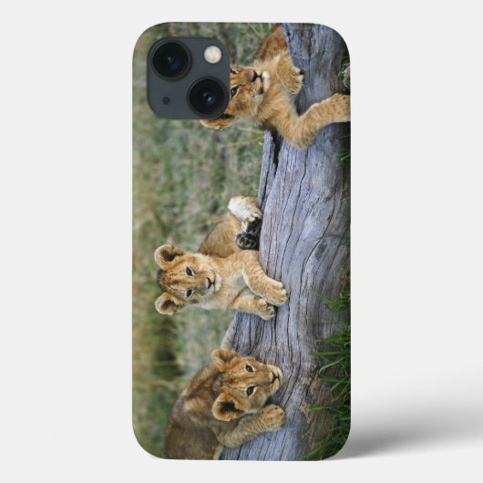 丸太、ヒョウ属レオ、マサイ語マラ、2のライオンの子 Case-Mate iPhoneケース (裏面)