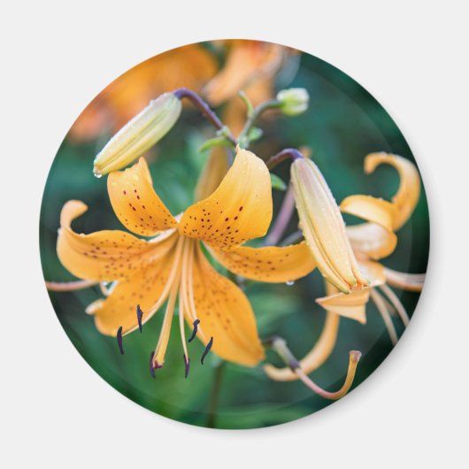 丸磁石 マグネット (正面)