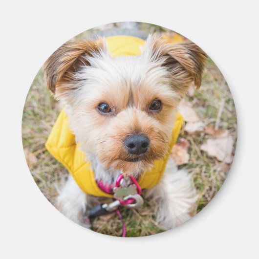 丸磁石 マグネット (正面)