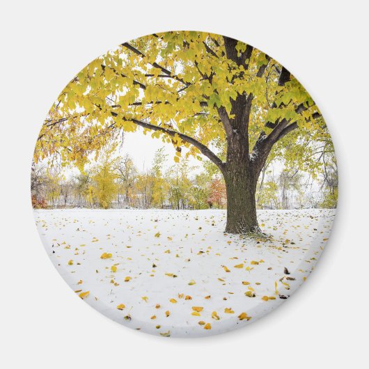 丸磁石 マグネット (正面)