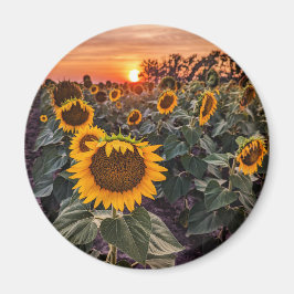 丸磁石 マグネット