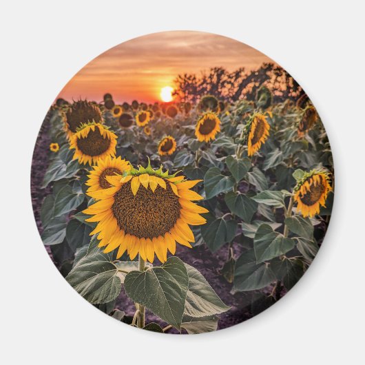 丸磁石 マグネット (正面)