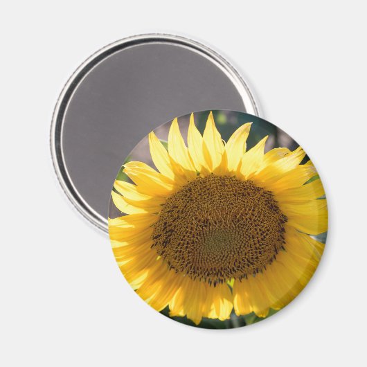 丸磁石 マグネット (正面/裏面)