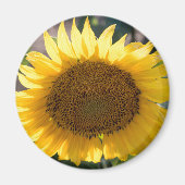 丸磁石 マグネット (正面)