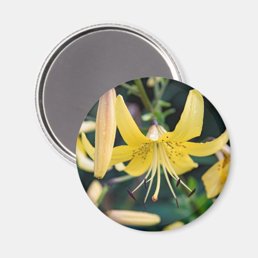 丸磁石 マグネット (正面/裏面)