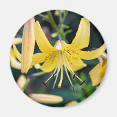 丸磁石 マグネット (正面)