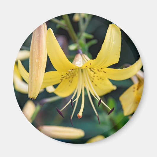 丸磁石 マグネット (正面)