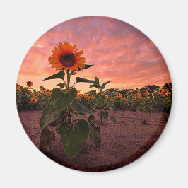 丸磁石 マグネット