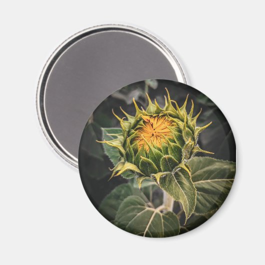 丸磁石 マグネット (正面/裏面)