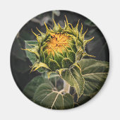 丸磁石 マグネット (正面)