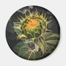 丸磁石 マグネット