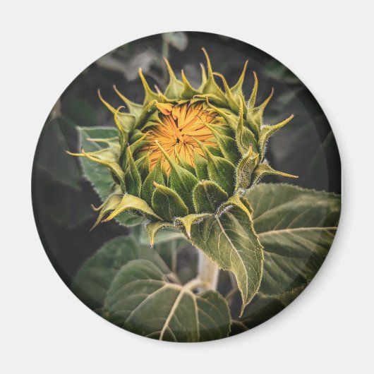 丸磁石 マグネット (正面)