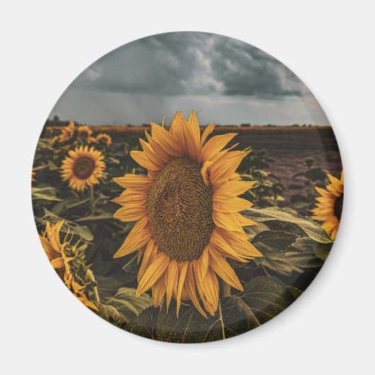 丸磁石 マグネット (正面)