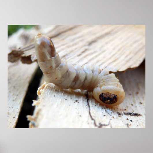 丸頭ボアラーポスター ポスター (正面)