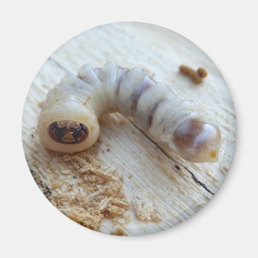 丸頭付きボアラー磁石 マグネット (正面)