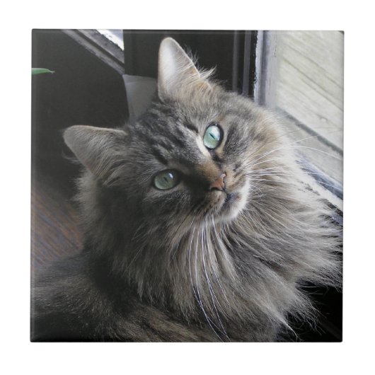 主あらいぐま子猫セラミックタイル タイル (正面)