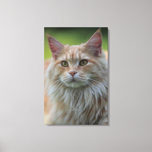 主あらいぐま猫 キャンバスプリント (正面)