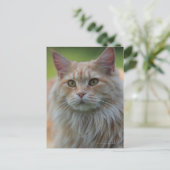 主あらいぐま猫 ポストカード (スタンド正面)