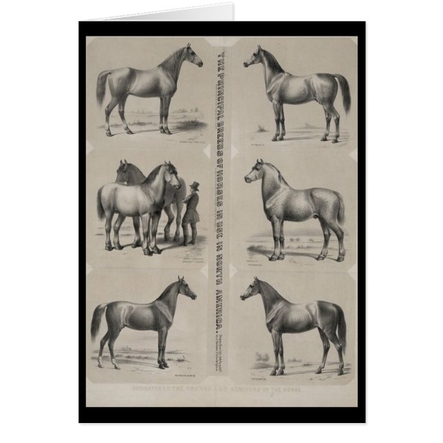 主たる馬の系統 (正面)