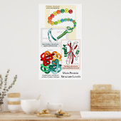 主なタンパク質構造レベルの図 ポスター (キッチン)