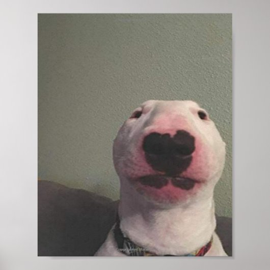 主演ドッグミーム ポスター (正面)