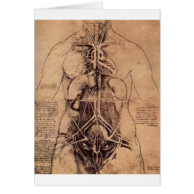 主義器官および管およびUrino-Genita (正面)