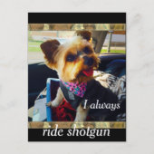 乗用散弾銃ヨークシャーテリア個人設定 ポストカード (正面)