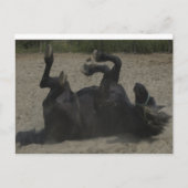 乗馬 ポストカード (正面)