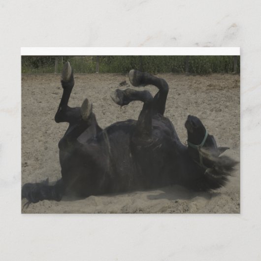 乗馬 ポストカード (正面)