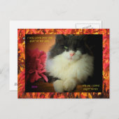 九生子猫と秋縁ど葉 ポストカード (正面/裏面)