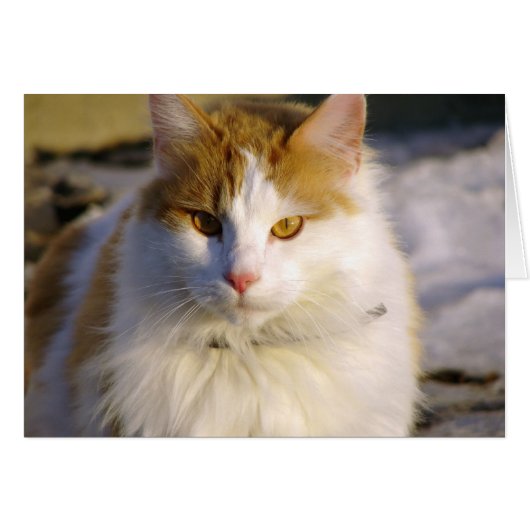 乱雑な (正面横)