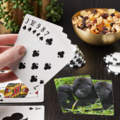 乳児マウンテンゴリラキスシルバーバックゴリラ トランプ (インサイチュ)