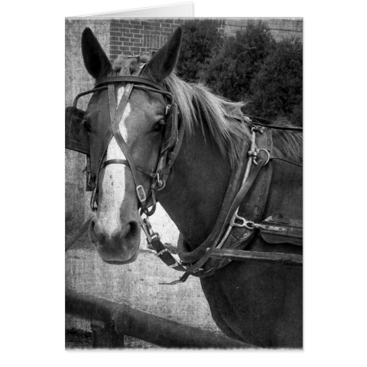 乳母車馬アットザヒッチングポスト (正面)