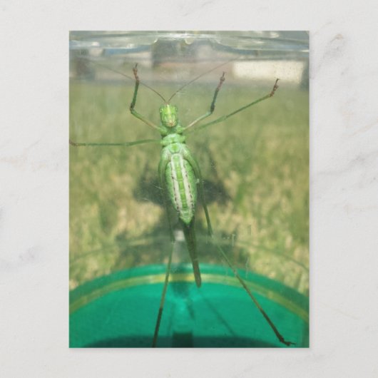 乳母車1 – 教育された脳梗塞 ポストカード (正面)