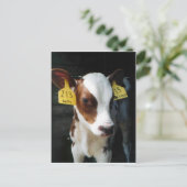 乳牛の子牛ベビー牛ファームケリーフォト ポストカード (スタンド正面)